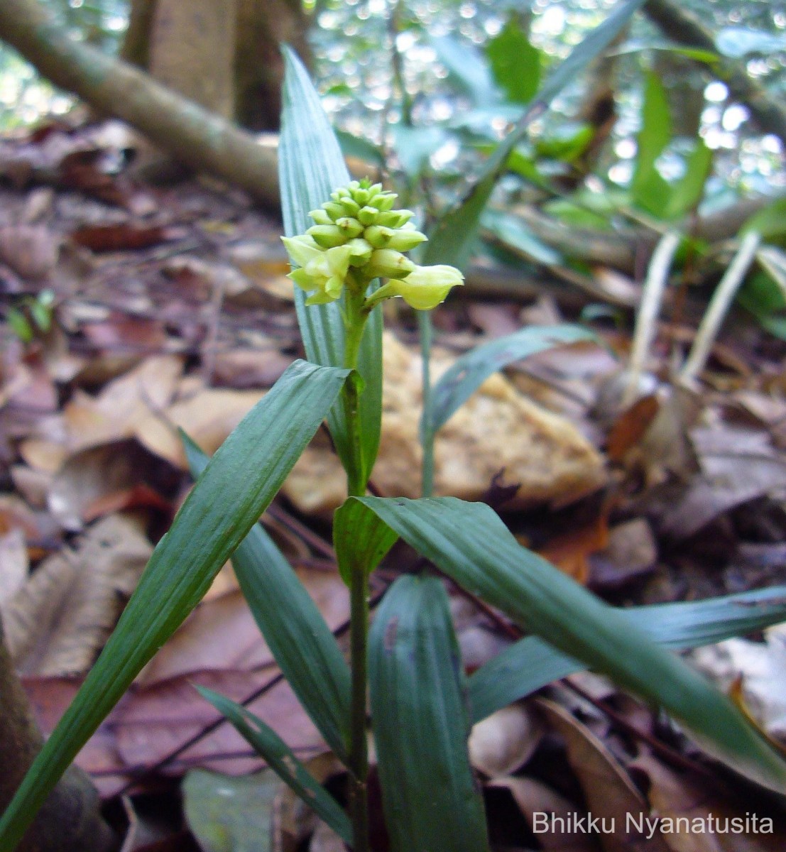 Tropidia thwaitesii Hook.f.